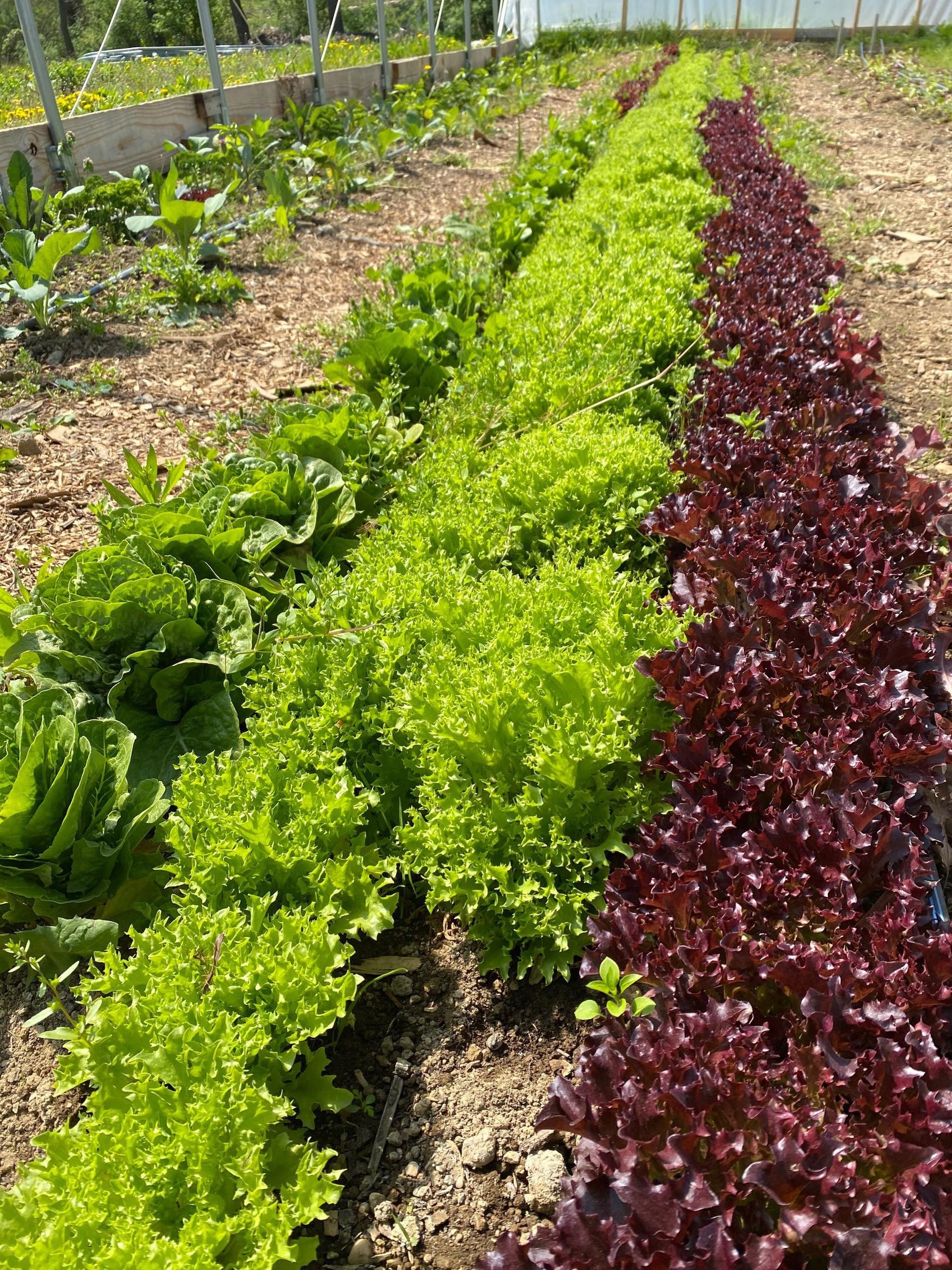 Salad Mix