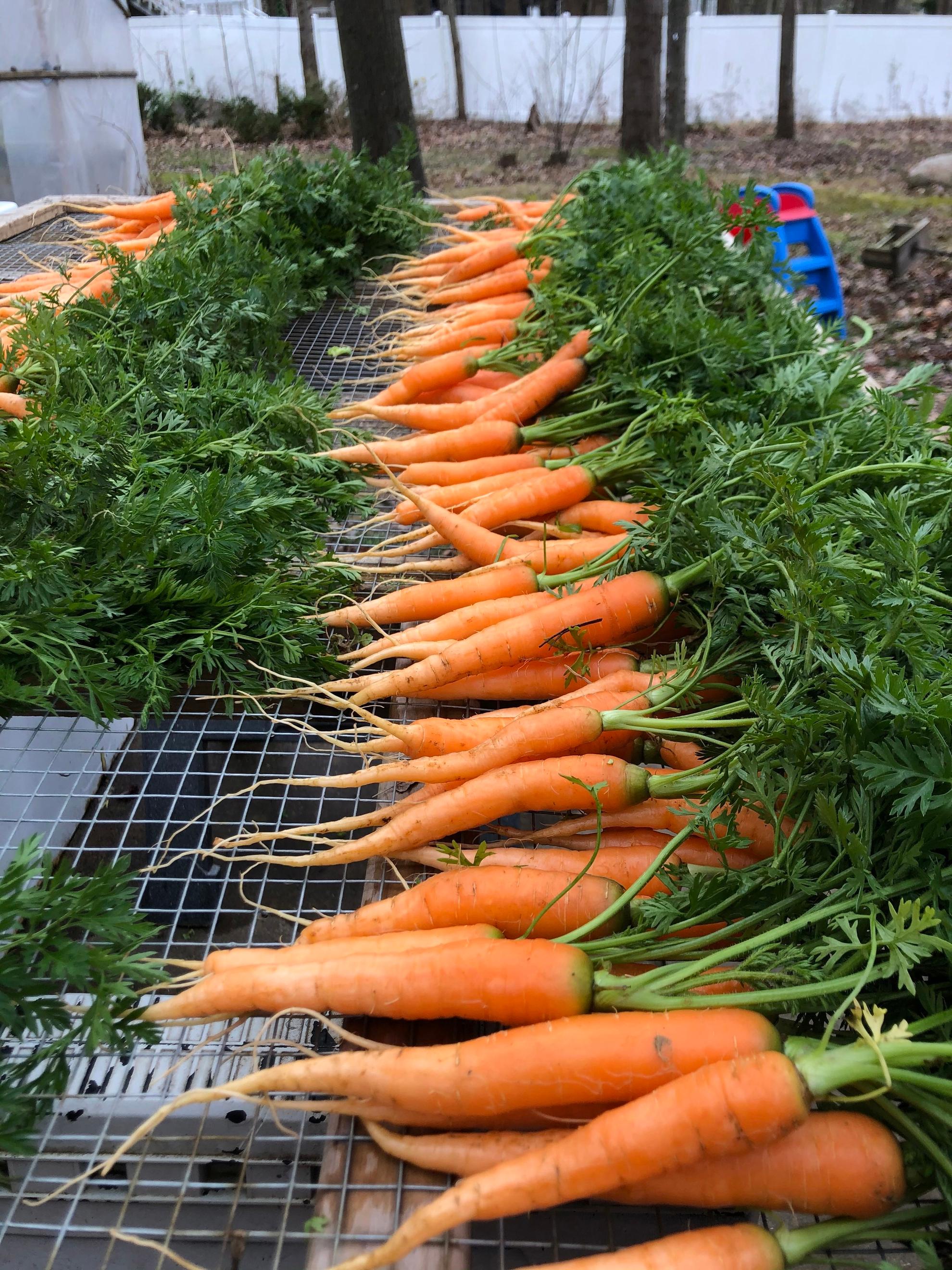 Carrot